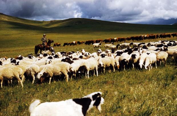 Отрын бүсэд өвөлжих малчдын малын тооны хязгаар, зөвшөөрөл олгогдсон малчдын мэдээлэл